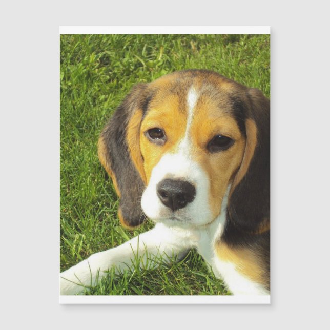 beagle puppy.png (Frente)