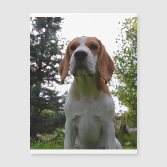 beagle sat.png (Frente)