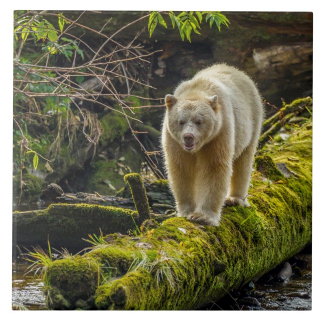 Bear Espírito Branco | Colúmbia Britânica, Canadá (Frente)