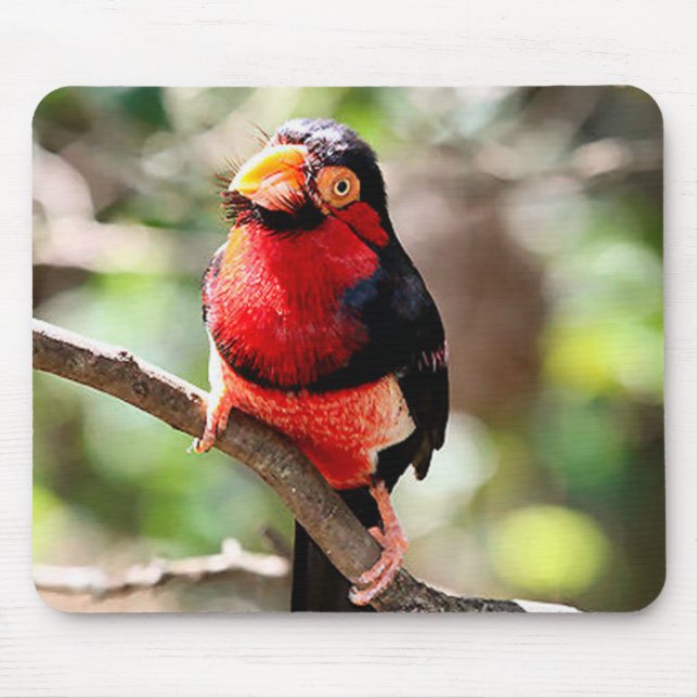 Bearded Barbet Bird Mousepad (Frente)