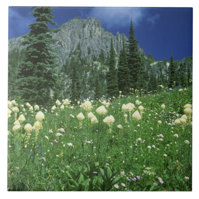 Beargrass no lago Eunice, Mt. Rainier NP, WA, (Frente)