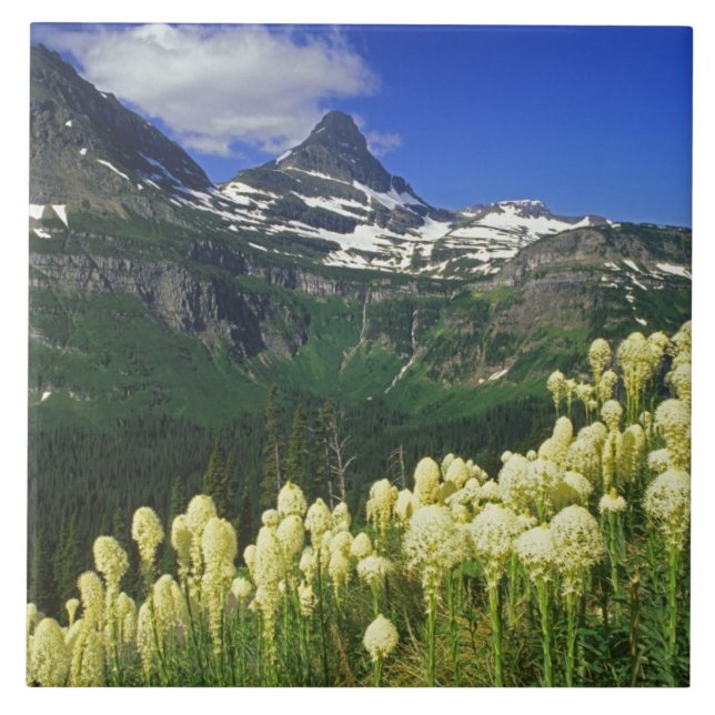Beargrass no Logan Pass no Parque Nacional Glacier (Frente)