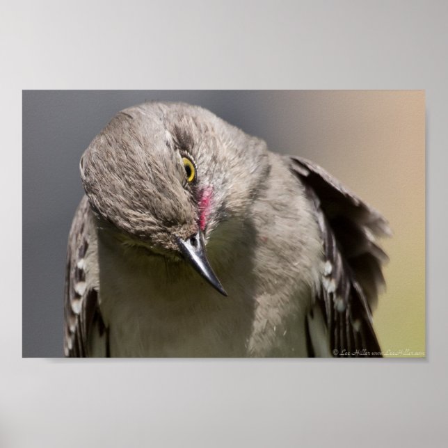 Bears Wild Norte Mockingbird Poster (Frente)