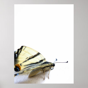 Beautiful butterfly poster