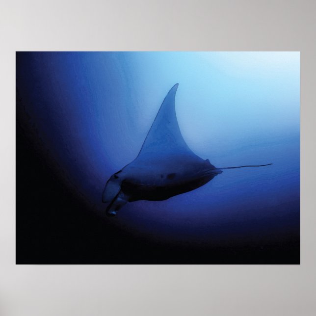 Beautiful Manta Ray Poster (Frente)