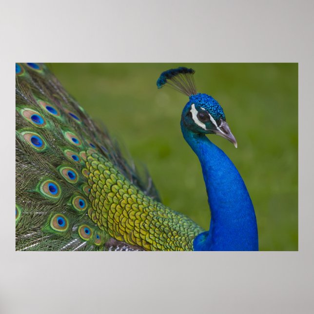 Beautiful Peacock Poster (Frente)