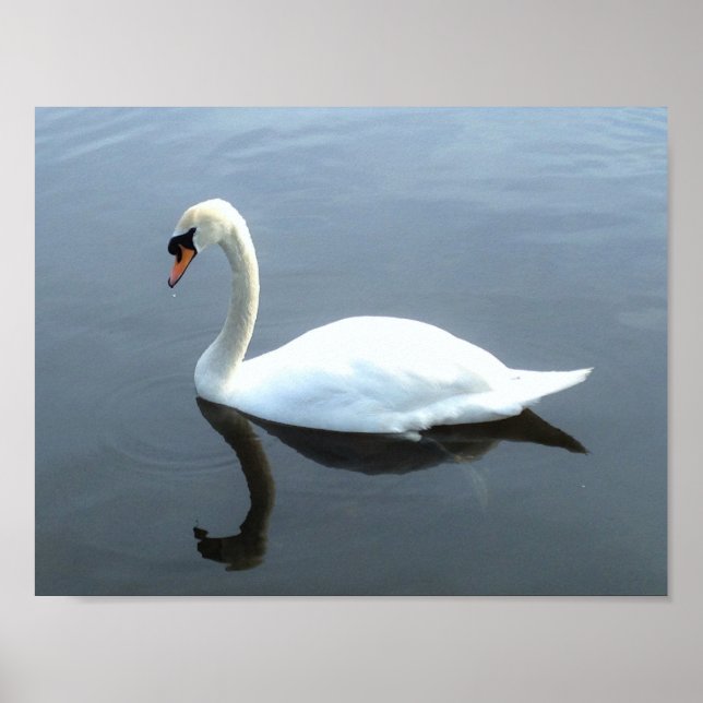 Beautiful Swan Reflection Poster (Frente)