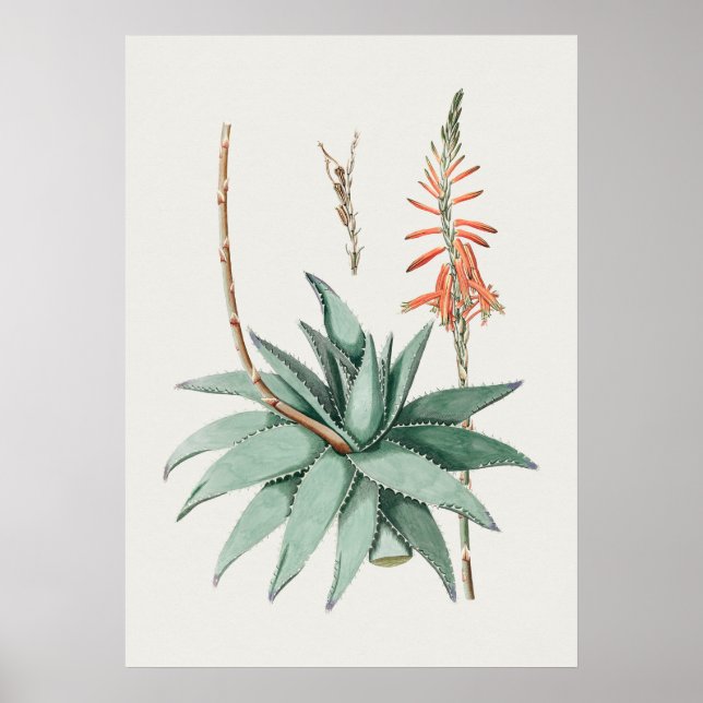 Beautiful Vintage Botanical Illustration Poster (Frente)