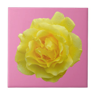 Beautiful yellow rose