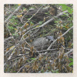 Beaver Ocupado