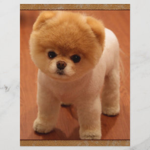 Bebê adorável pequeno do filhote de cachorro do