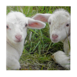 Bebê Animal Gêmeo Cordeiro Pensando Em Você