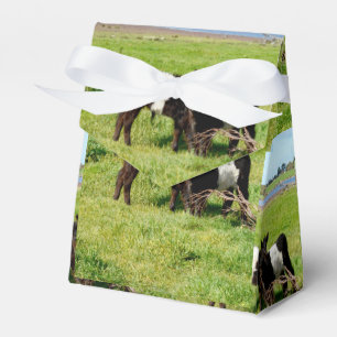 Bebê Belado Vitelos Galloway, Caixa de Favor