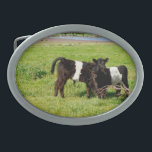 Bebê Beliscado Vitelos Galloway, Belt Buckle<br><div class="desc">São dois filhotes cinzentos Galloway no país</div>