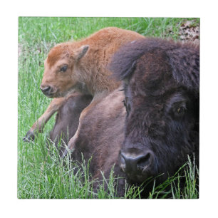 Bebê Bison Calf Jogando Nas Mães