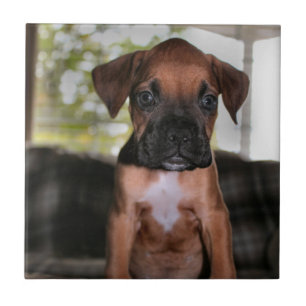 Bebê boxer