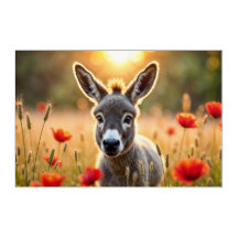 Bebê burro pacífico natureza vermelha papoila