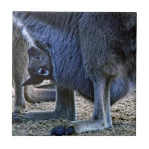 Bebê canguru na bolsa da mãe - Austrália