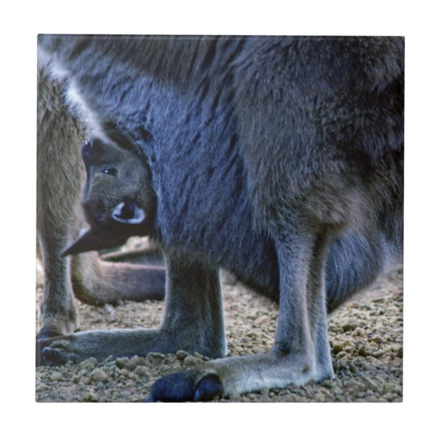 Bebê canguru na bolsa da mãe - Austrália (Frente)