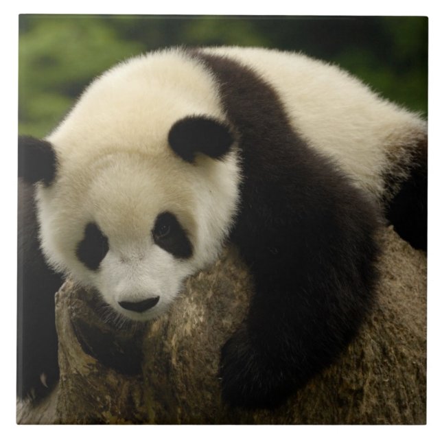 Bebê de panda gigante (Ailuropoda melanoleuca) (Frente)