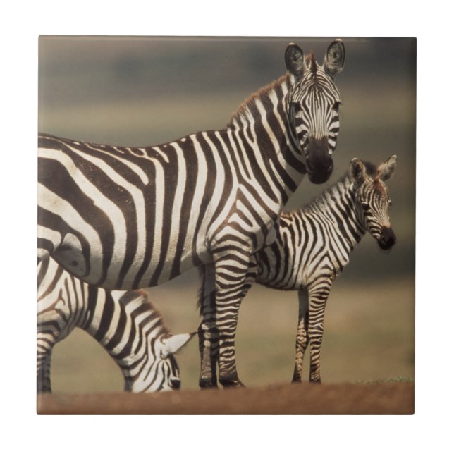 Bebê de zebra-de-burchell com a mãe (Frente)