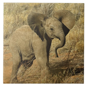 Bebê Elefante Africano, Loxodonta Africana,