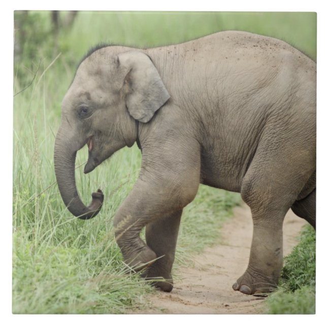 Bebê Elefante seguindo a mãe, Corbett (Frente)