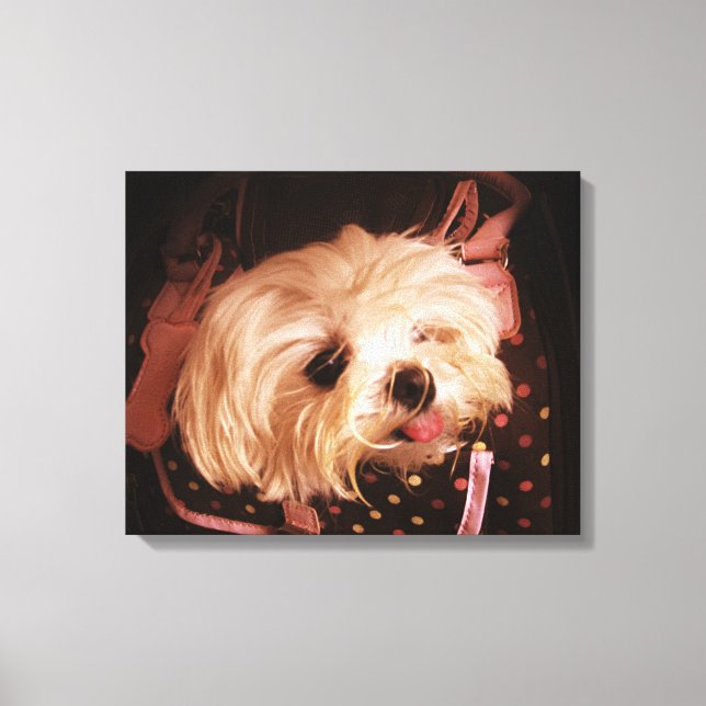 Bebê em uma CANVAS de porco maltesa (Frente)
