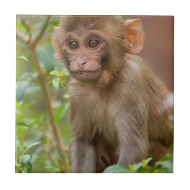 Bebê Macaco Rhesus, Templo do Macaco, Jaipur (Frente)
