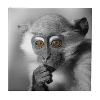 Bebê Mangabey Mackey