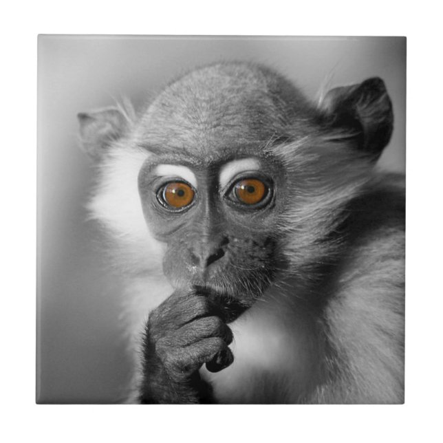 Bebê Mangabey Mackey (Frente)