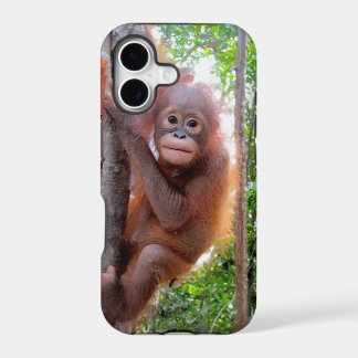Bebê Orangotango Uttuh na Escola da Selva