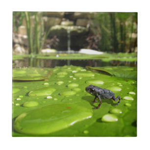 Bebê Toad em Pond