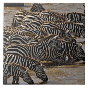 Bebendo Zebras do Herd of Burchell de Mara