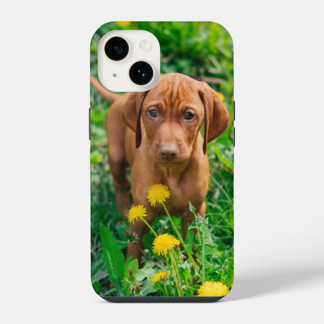 Bebês Animais Mais Fofos | Cachorro Pointer (Verso)