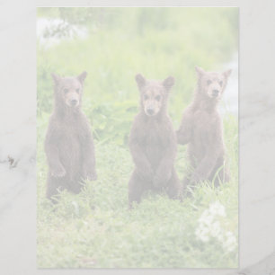 Bebês Animais Mais Fofos Filhotes de Urso Pardo