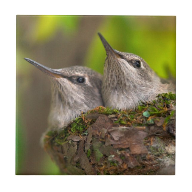 Bebês-beija-flores (Frente)