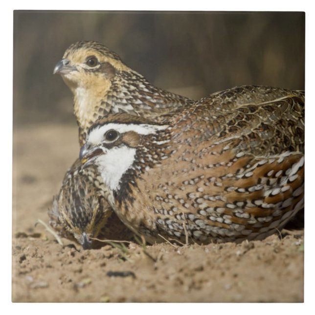 Bebês de codorna Northern Bobwhite no lago para be (Frente)