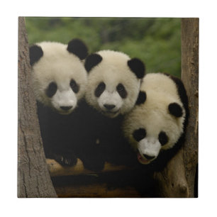 bebês de panda gigante Ailuropoda melanoleuca)
