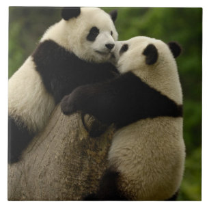 bebês de panda gigante (Ailuropoda melanoleuca)