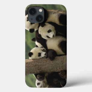 bebês de panda gigante (Ailuropoda melanoleuca)