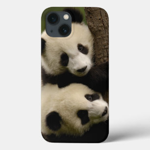 Bebês de panda gigante (Ailuropoda melanoleuca) 2