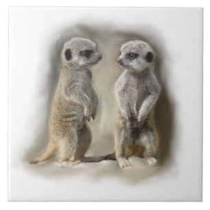 bebês do meerkat