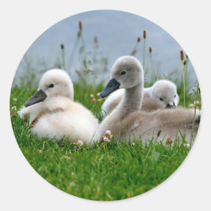 Bebês doces da cisne - etiqueta
