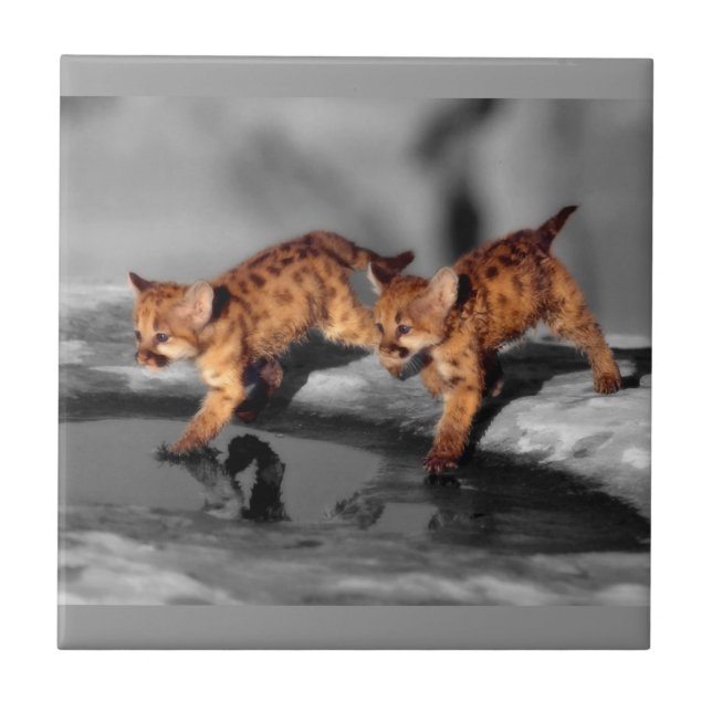 Bebês Leopardos (Frente)