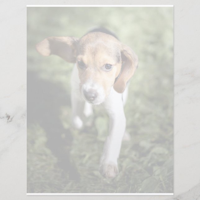 Bebês Mais Pobres | Beagle Puppy (Frente)