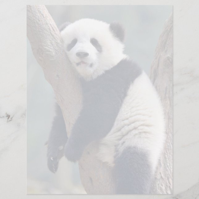 Bebês Mais Pobres | Bebê-Panda-Urso Dormindo (Frente)