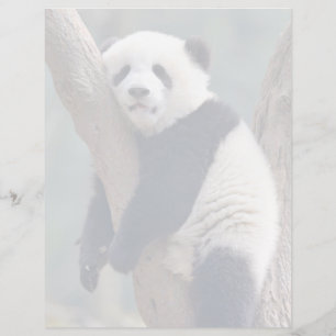Bebês Mais Pobres Bebê-Panda-Urso Dormindo