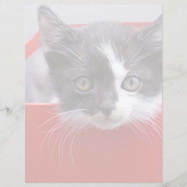 Bebês Mais Pobres | Black & White Kitten (Frente)