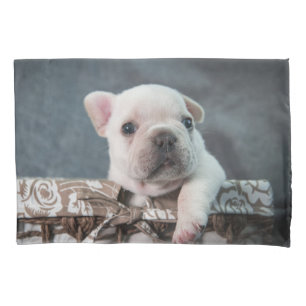 Bebês Mais Pobres Buldogue francês